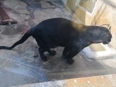 -西安秦岭野生动物园