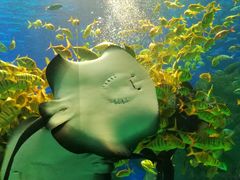 -芜湖新华联大白鲸海洋公园