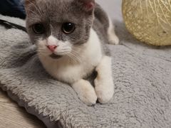 -瑞鹏宠物医院·内科·中兽医·骨科(苗圃店)