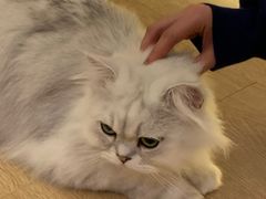-猫腻·猫咖·撸猫馆(星光大道店)