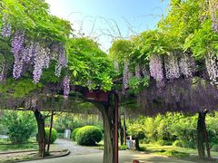 -嘉定紫藤园