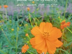 -花开海上生态园