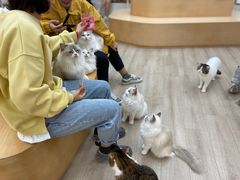 -瞄一喵猫咖(格力海岸店)