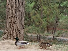 -元大都城垣遗址公园