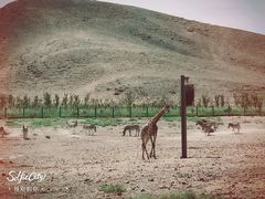 -新疆天山野生动物园