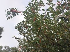 -野鸭湖国家湿地公园