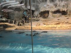 -帝企鹅自助餐厅•儿童岛•真企鹅(长隆企鹅酒店)