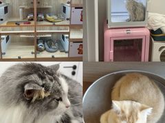 -山宅一喵德文卷毛猫舍