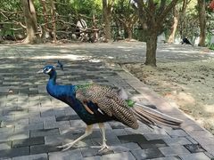 -常州淹城野生动物世界