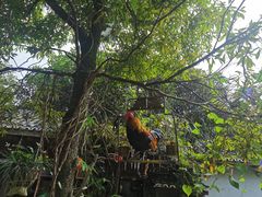 -青城甲(青城山店)