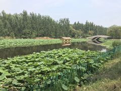 -白洋淀景区