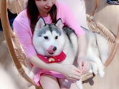-Husky Go! 哈士奇体验馆·宠物咖啡厅狗咖