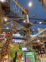 -卡通尼·Safari非洲探索乐园·生日会(金桥国际商业广场店)