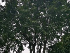-龙头寺公园