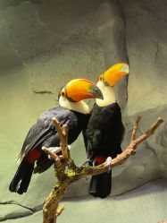 -Zoolung Zoolung动物主题公园(海信广场店)