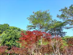 -广州市帽峰山景区