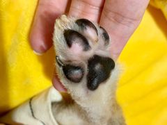 -逗柴咖啡屋·狗咖猫咖宠物桌游