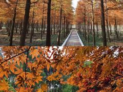 -上海海湾国家森林公园