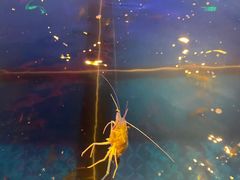 -钳真多钓虾馆·小龙虾海鲜烧烤(九六广场店)