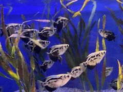 -贝林大翅鲸简餐厅(国家海洋博物馆店)