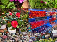 -青石桥花鸟鱼虫市场(叠翠城店)
