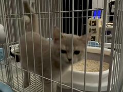 -翊宠yipet猫狗购宠庄园犬舍•猫舍