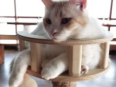 -蓝鲸·缅因猫舍