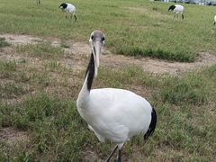 -盐城丹顶鹤湿地生态旅游区