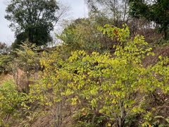 -黄埔油麻山森林公园
