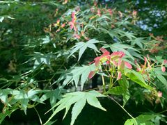-上海滨江森林公园