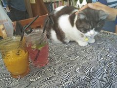 -海边的猫和咖啡馆