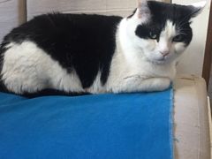 -Anne猫窝咖啡屋
