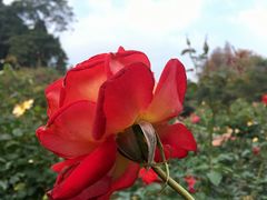 -人民公园(罗湖区)