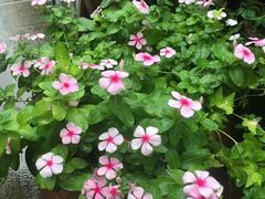 -百味馆·粤菜·湛江菜(后海花园店)