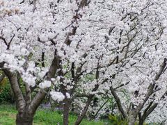 -苏州上方山国家森林公园