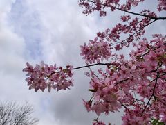 -顾村公园