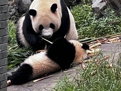 -都江堰中华大熊猫苑