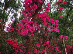 -梧桐山风景名胜区