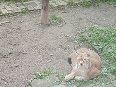 -青藏高原野生动物园