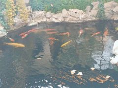 -鲤院·新中式美学·庭院餐厅(夫子庙店)