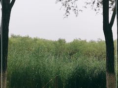 -东郊湿地公园