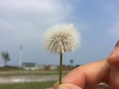 -碧海金沙