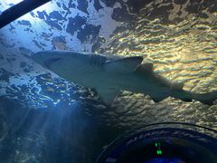 -悉尼海洋生物水族馆