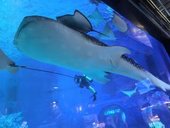 -烟台海昌鲸鲨海洋公园