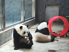-西安秦岭野生动物园