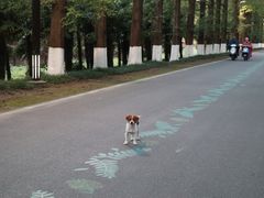 -黄海国家森林公园