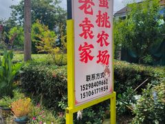 -老袁家蜜桃农场·阳山水蜜桃