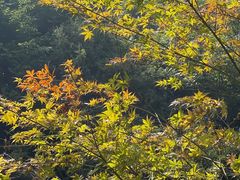 -少华山国家森林公园