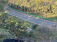 -千年银杏谷文化旅游区