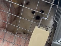 -佳雯宠物医院·皮肤科·内外科(春晓路分院)